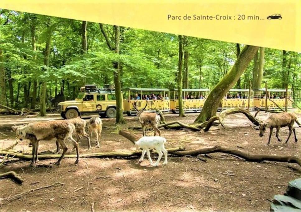 De 2 A 6 Personnes - Le Street'Art - Sarrebourg Centre - Gare A 500M - A 20 Minutes De Center Parc Et Parc Animalier Sainte-Croix - Netflix - Wifi Apartment Exterior photo